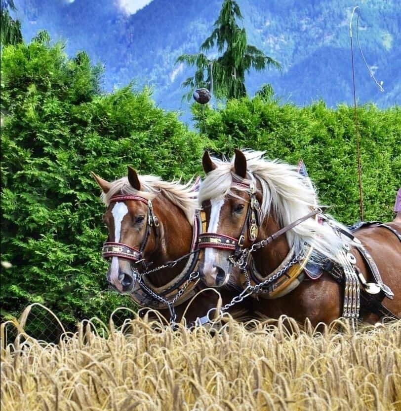 Noriker Horses / Norico-Pinzgauer Horses